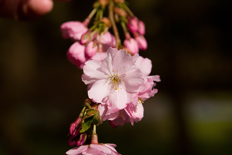 Kirschblüte