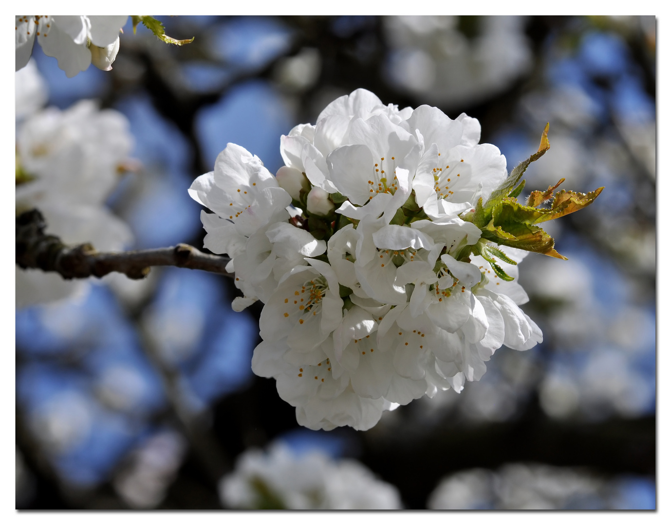 Kirschblüte