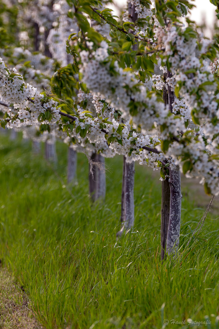 Kirschblüte