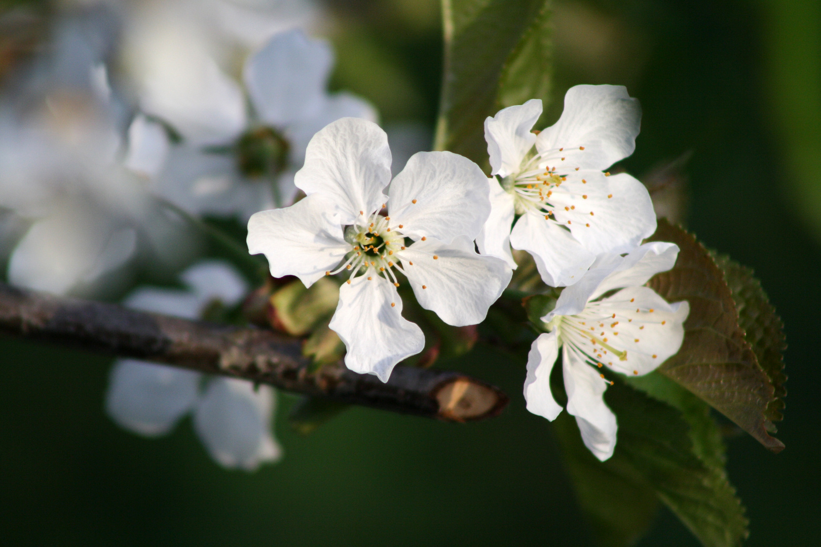 Kirschblüte