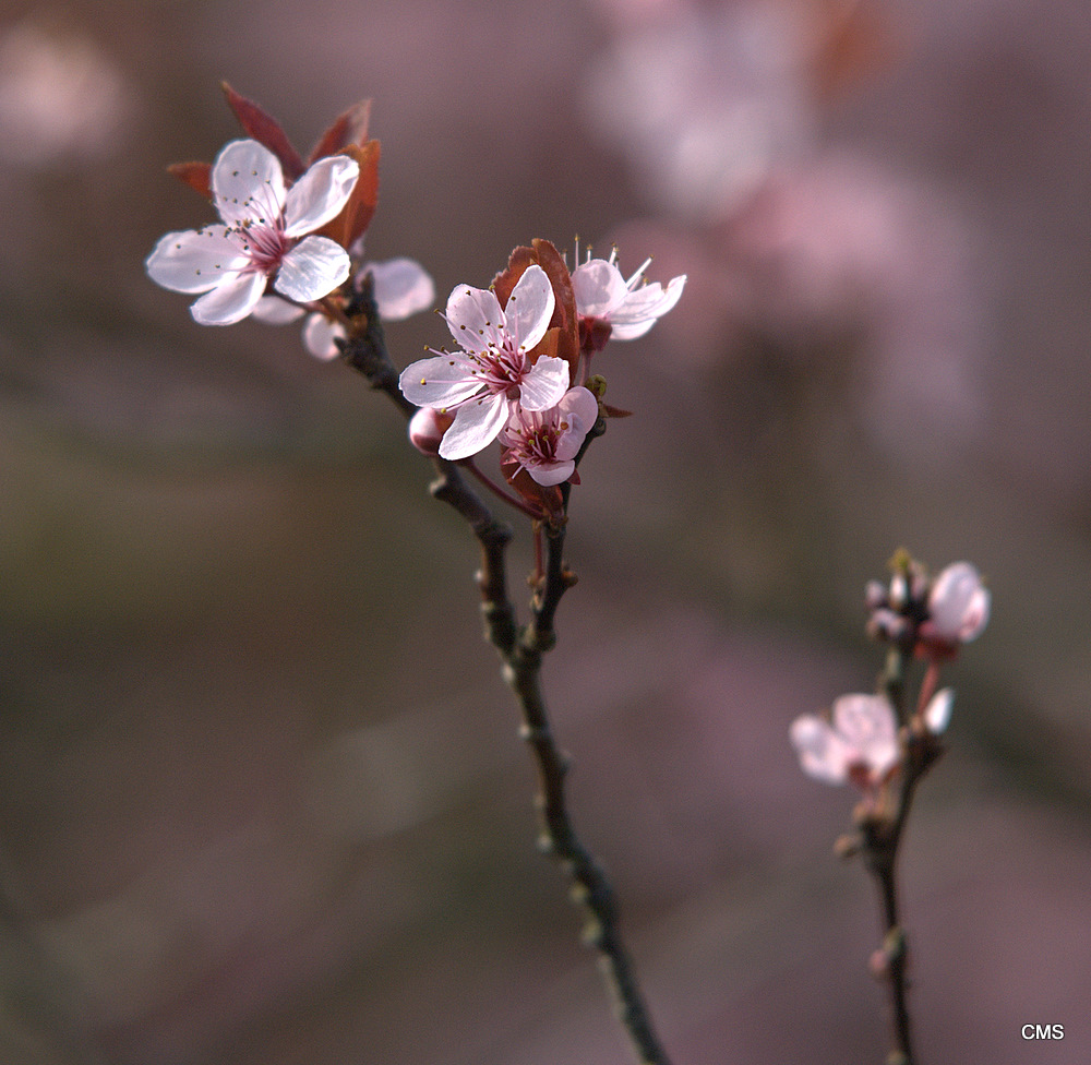 Kirschblüte