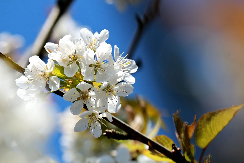 Kirschblüte ...