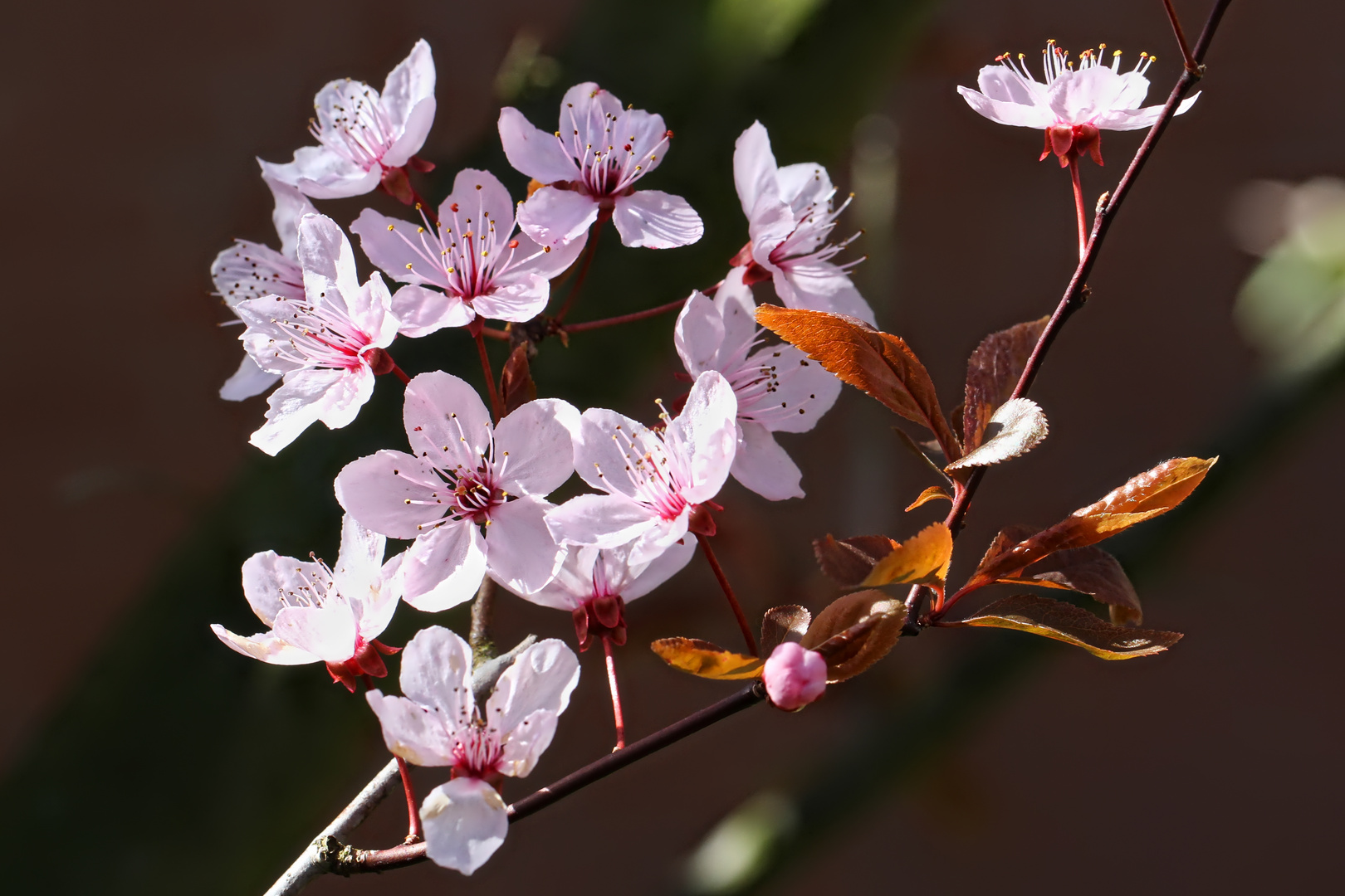 Kirschblüte  -  cherry blossom