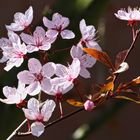 Kirschblüte  -  cherry blossom