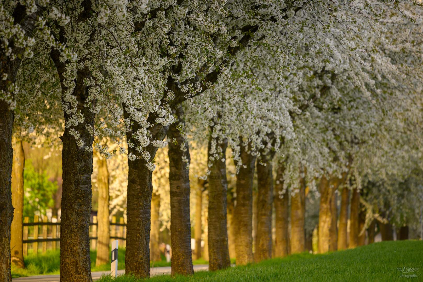 Kirschblüte.. / Cherry Blossom..