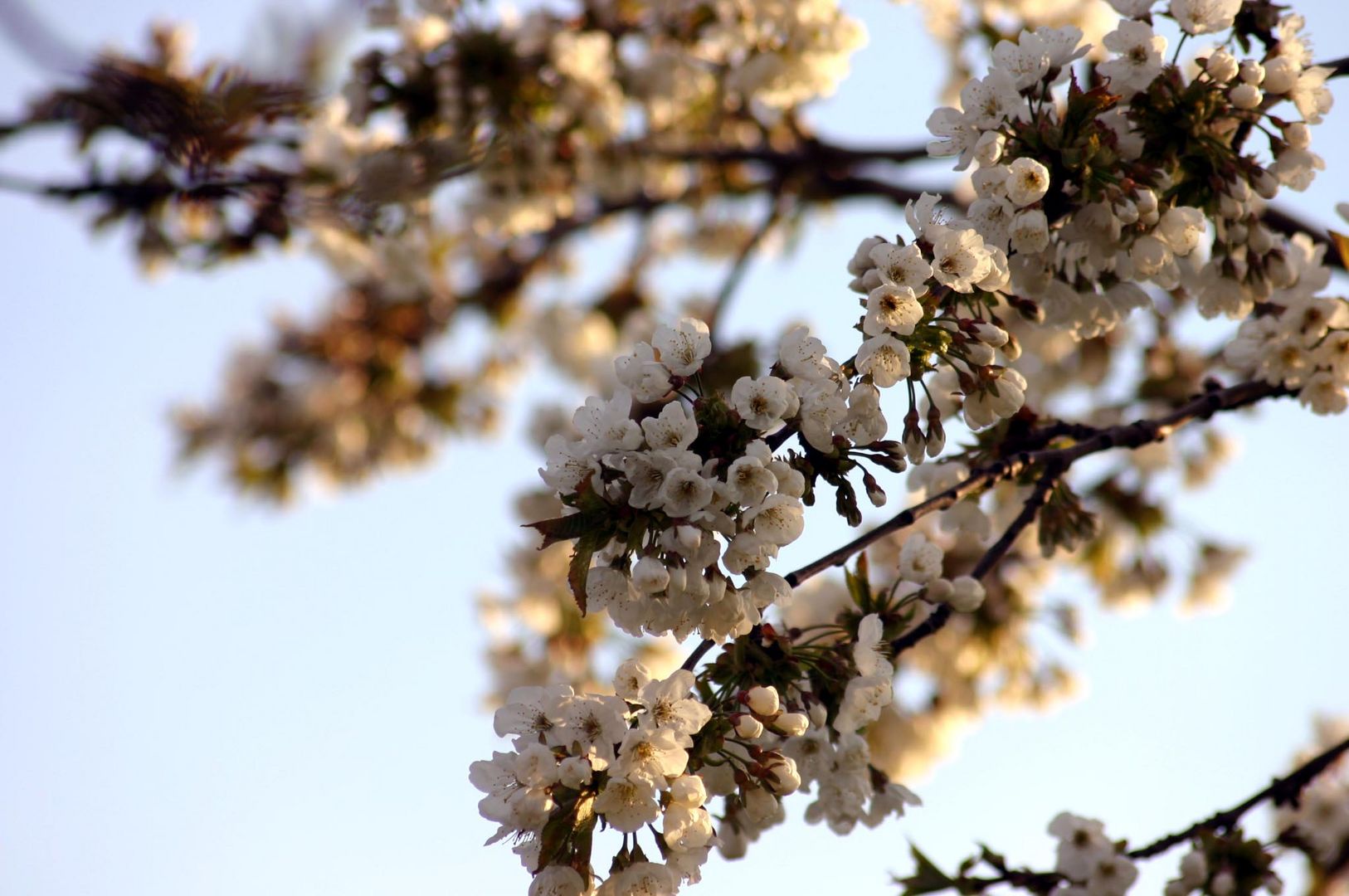 Kirschblüte - Cherry Blossom Time