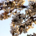 Kirschblüte - Cherry Blossom Time