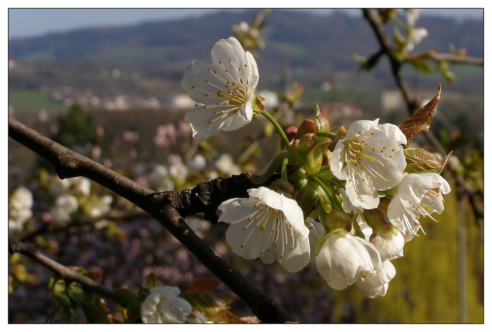 Kirschblüte