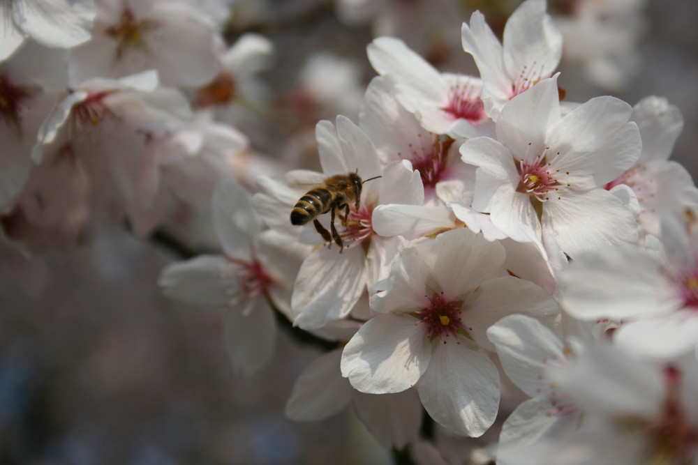 Kirschblüte