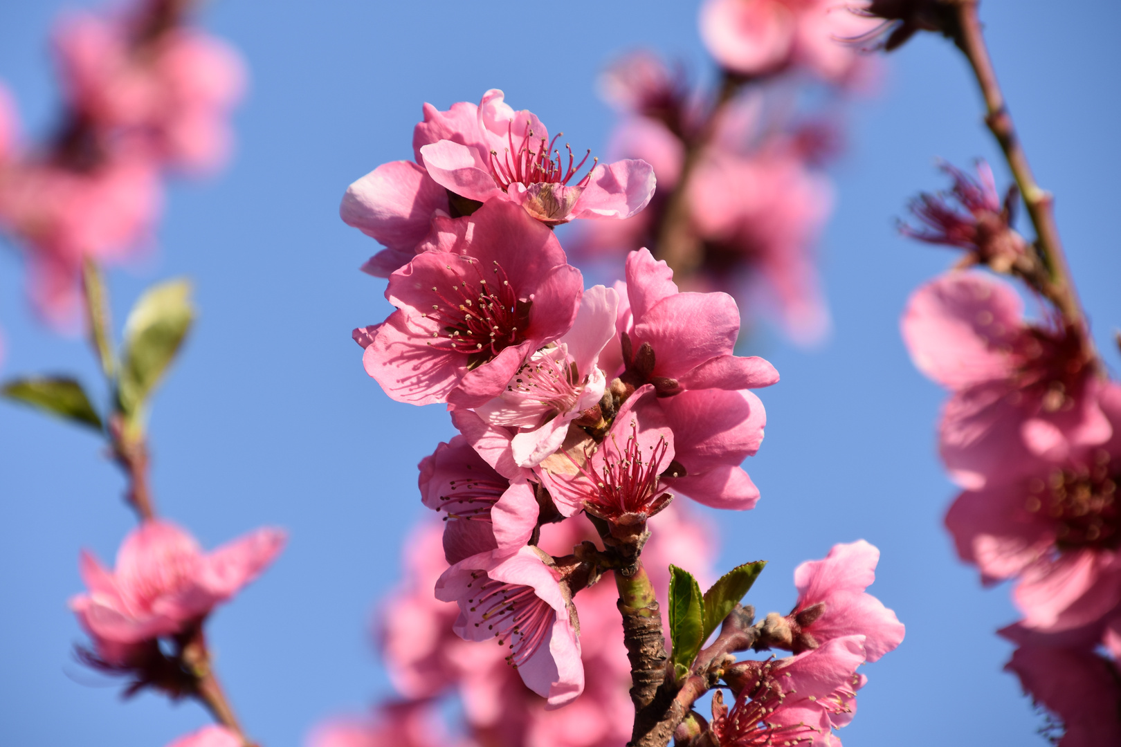 Kirschblüte