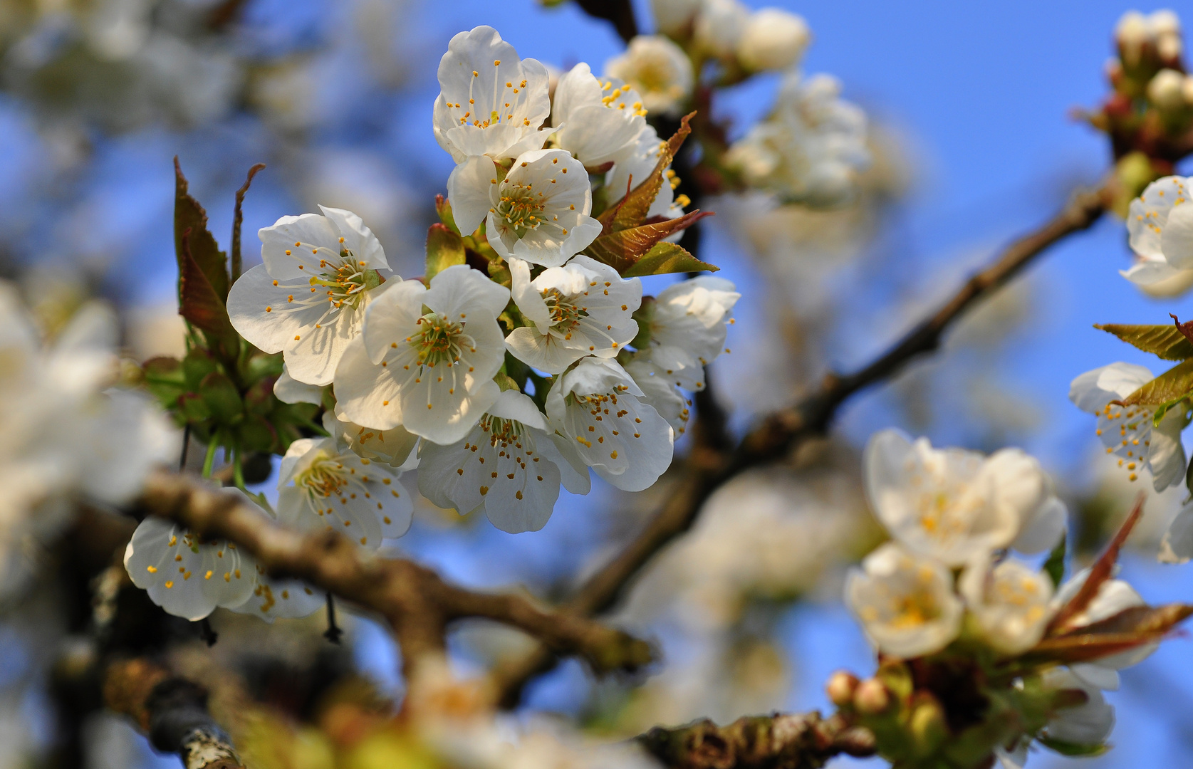 Kirschblüte