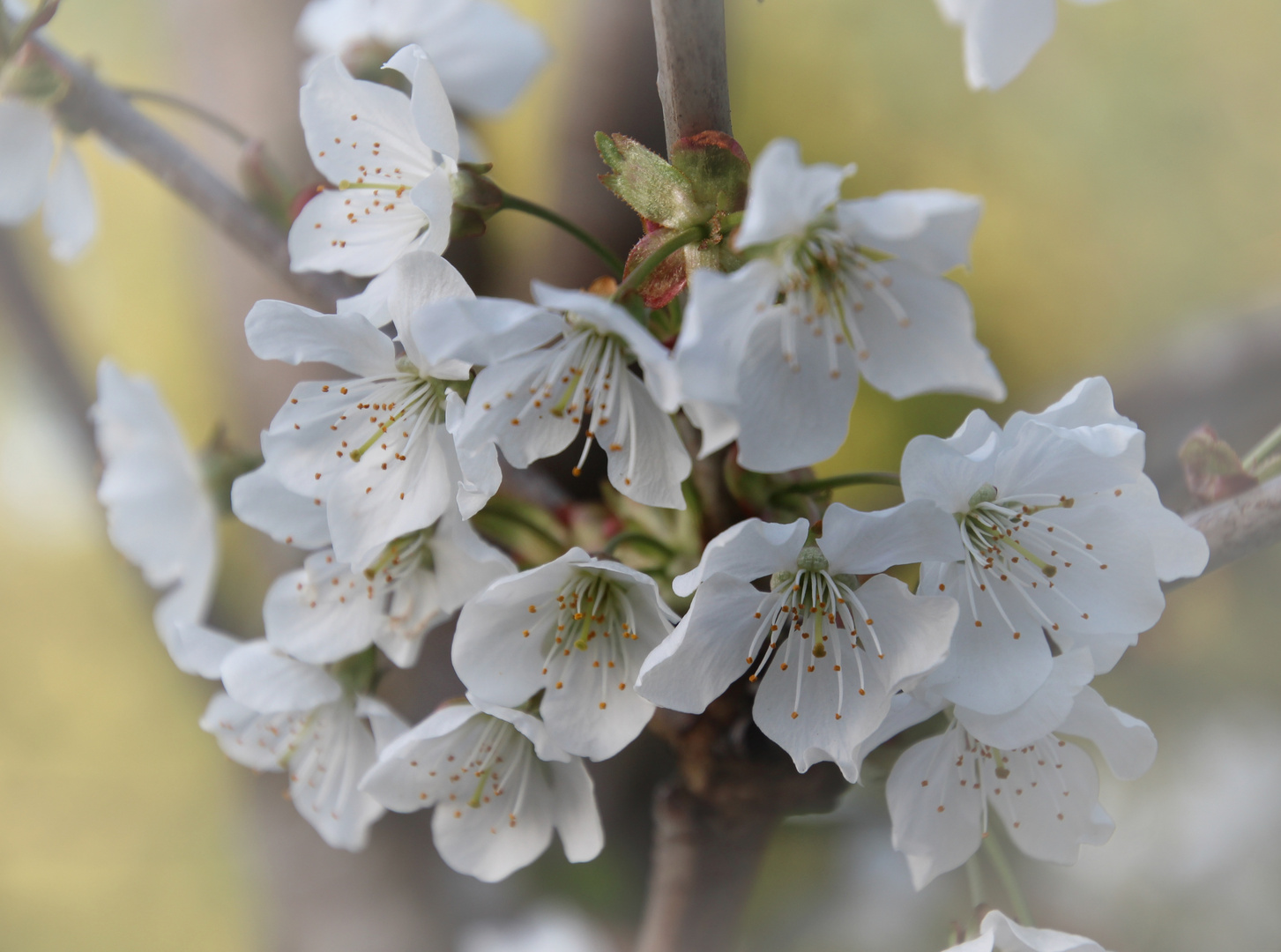 Kirschblüte 