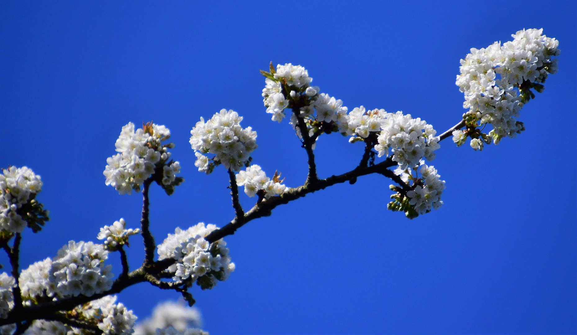 Kirschblüte 