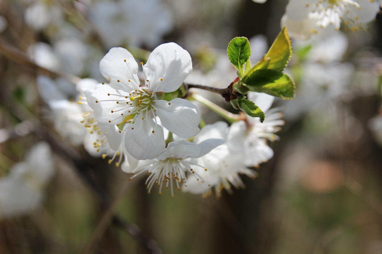 Kirschblüte