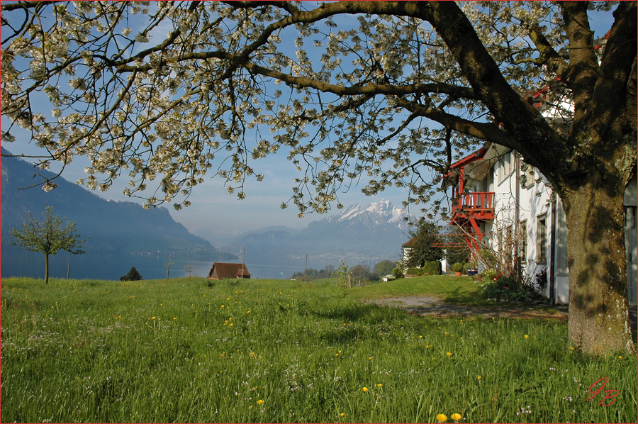 Kirschblüte