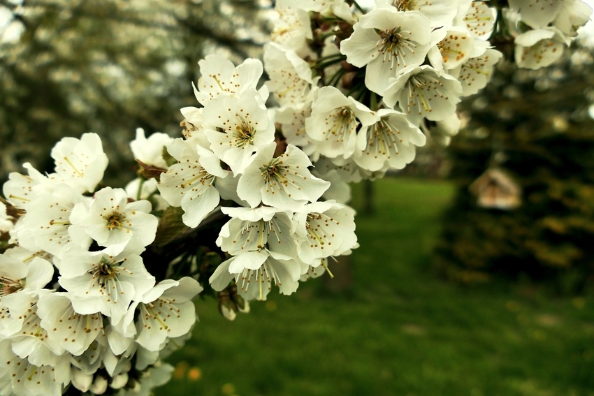 Kirschblüte