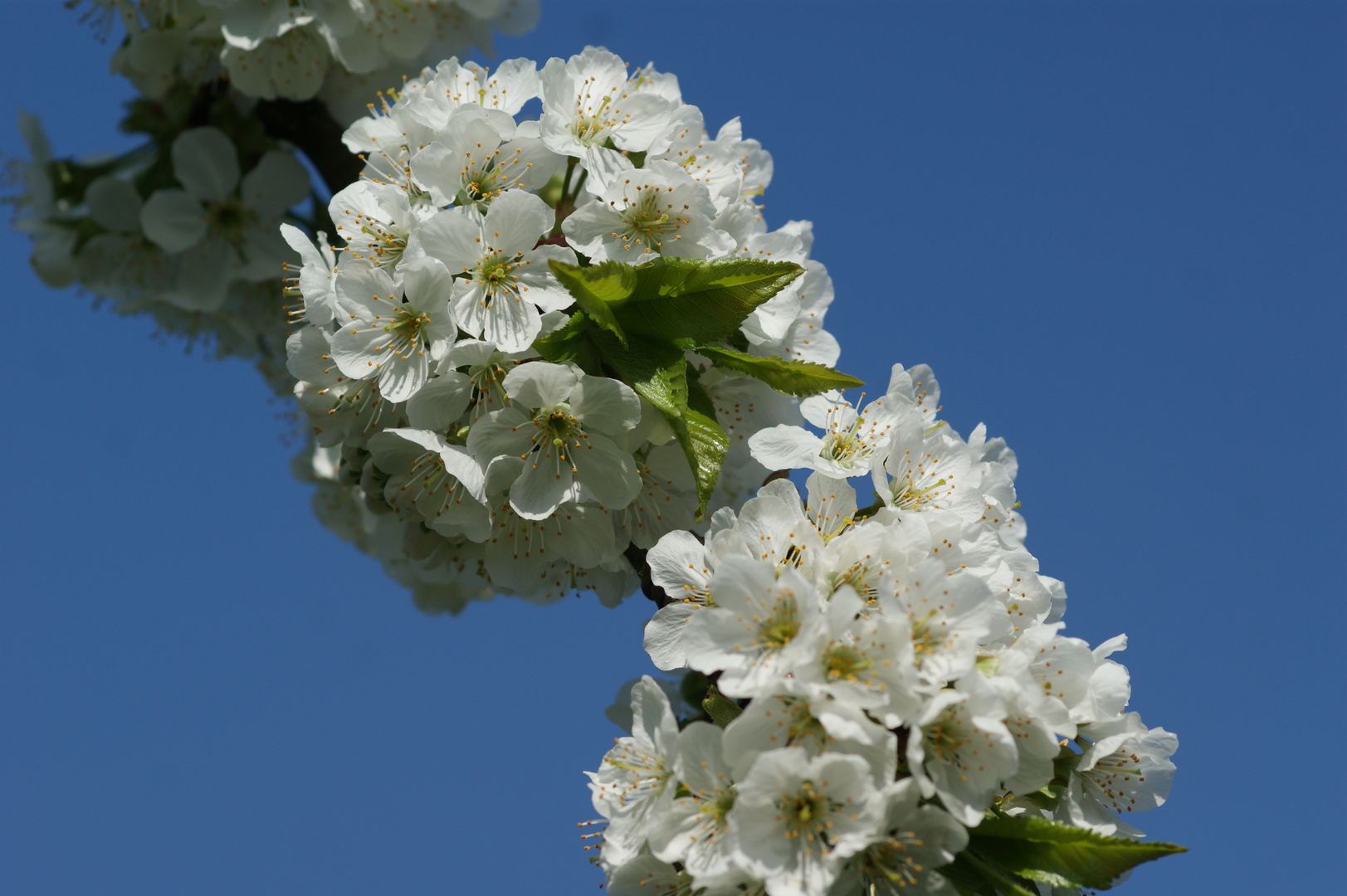 Kirschblüte