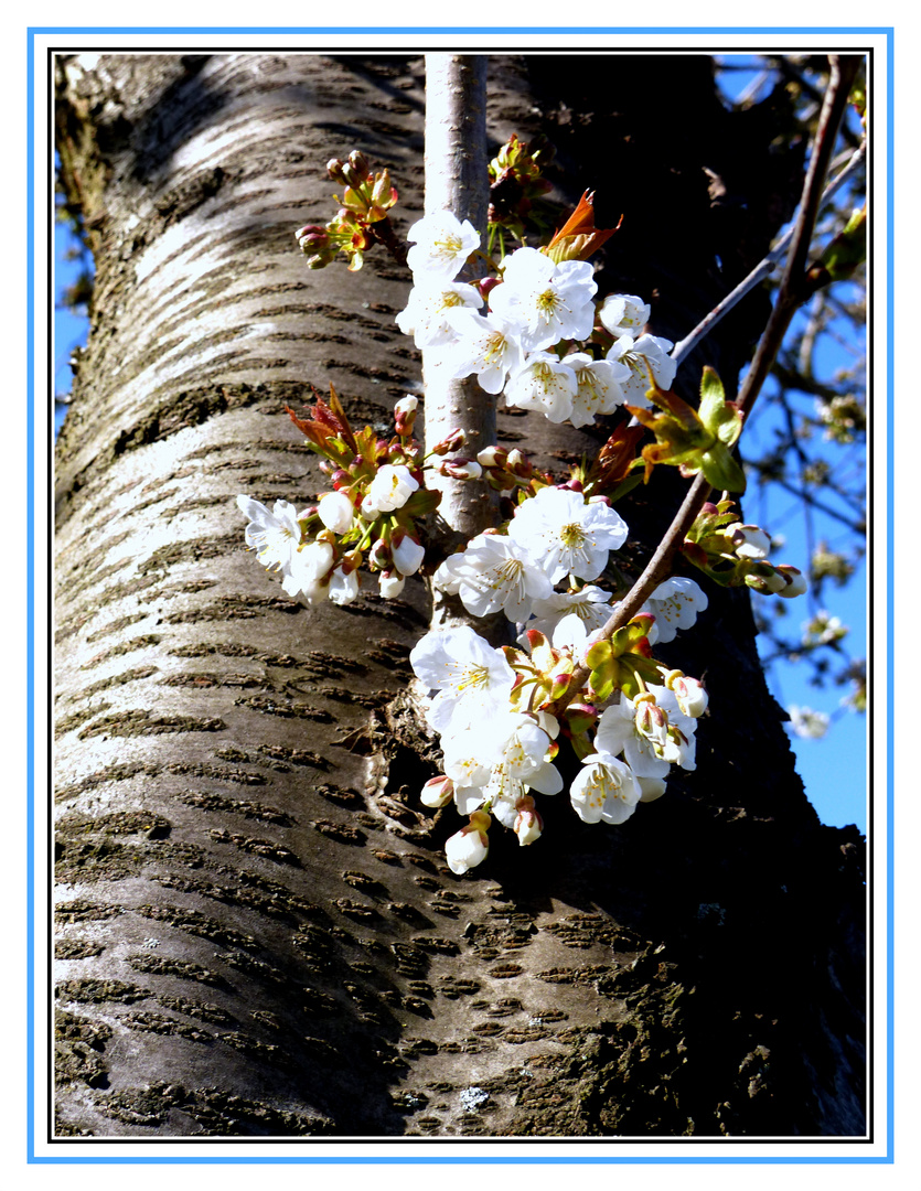 Kirschblüte