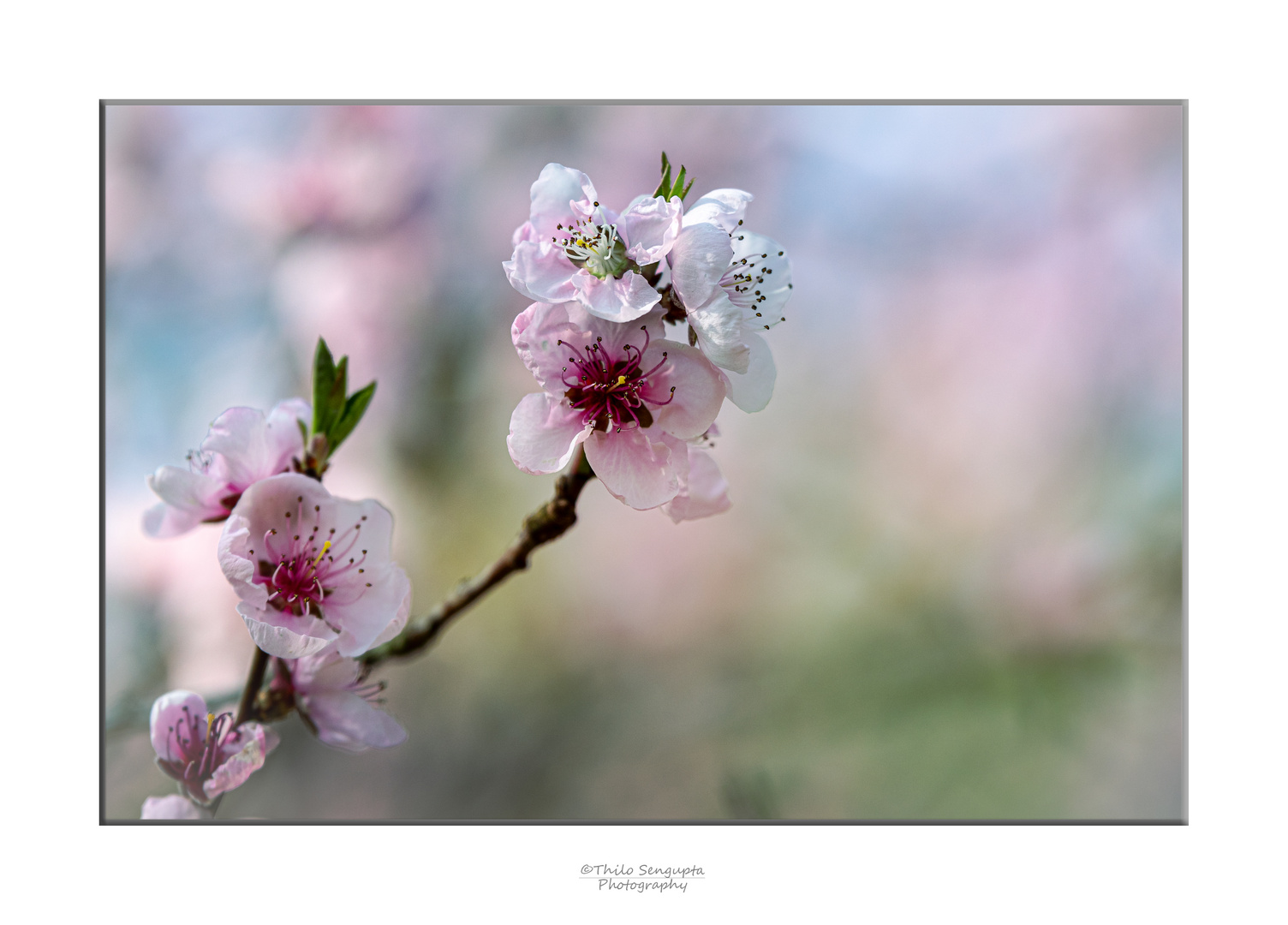 Kirschblüte