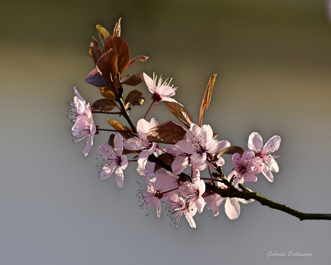 Kirschblüte 