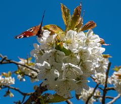 Kirschblüte