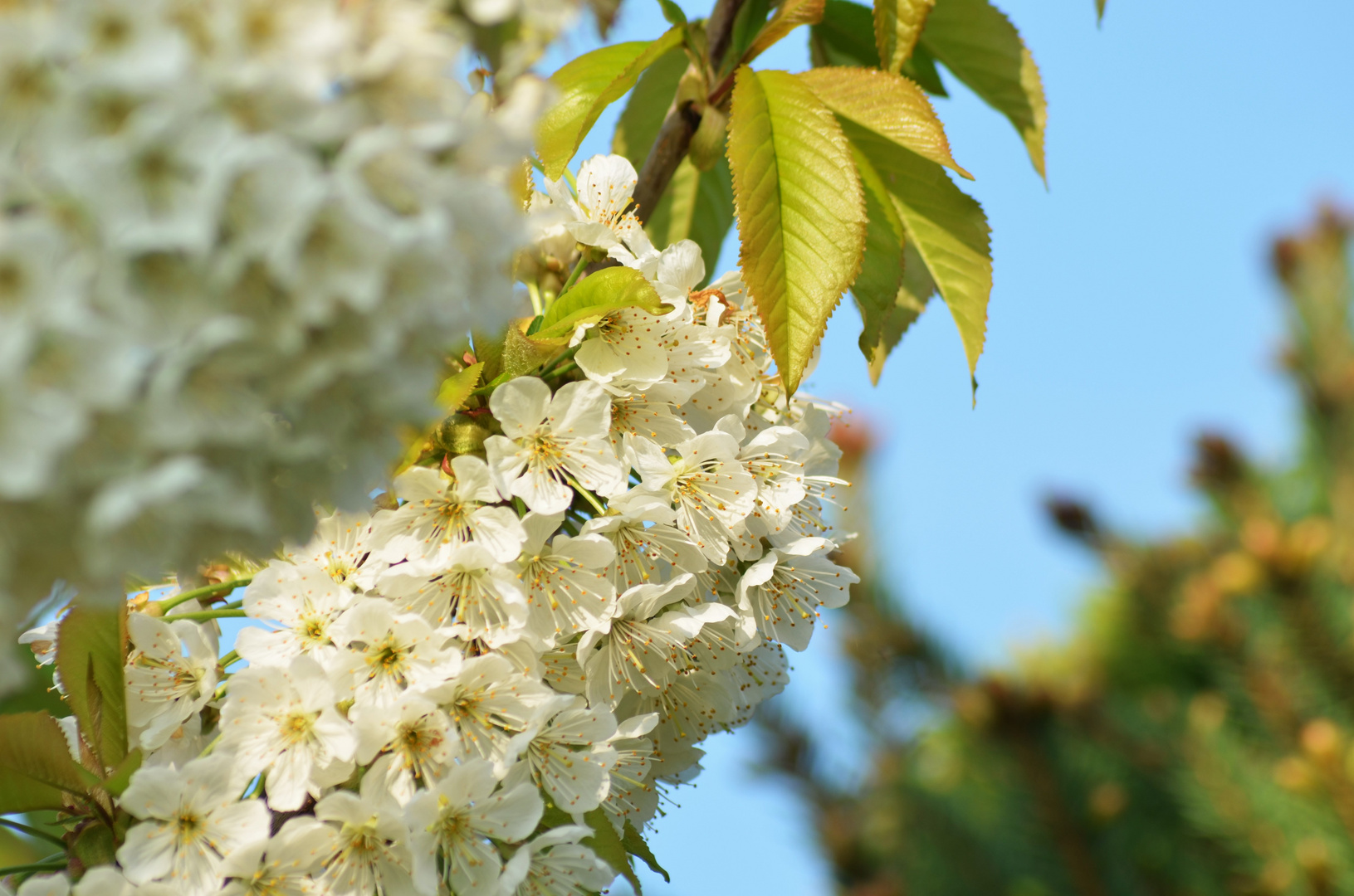 Kirschblüte