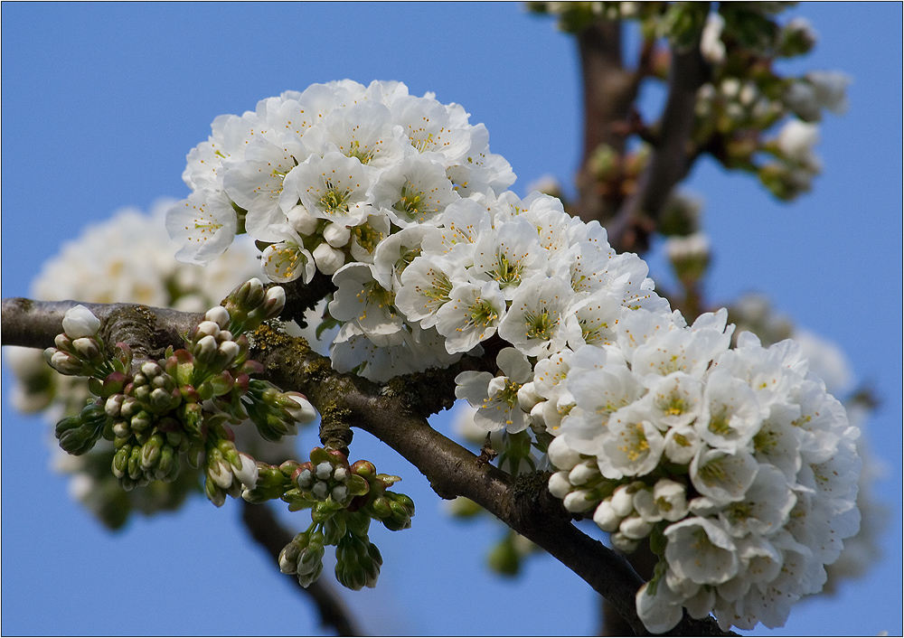 Kirschblüte