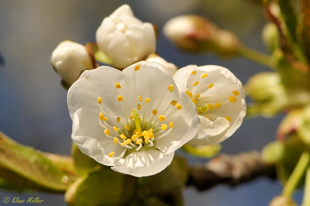 Kirschblüte