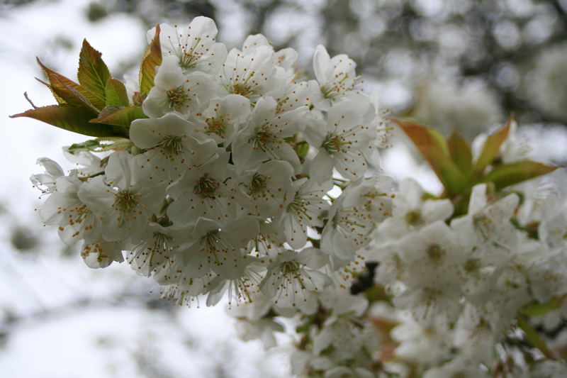 ~ Kirschblüte ~