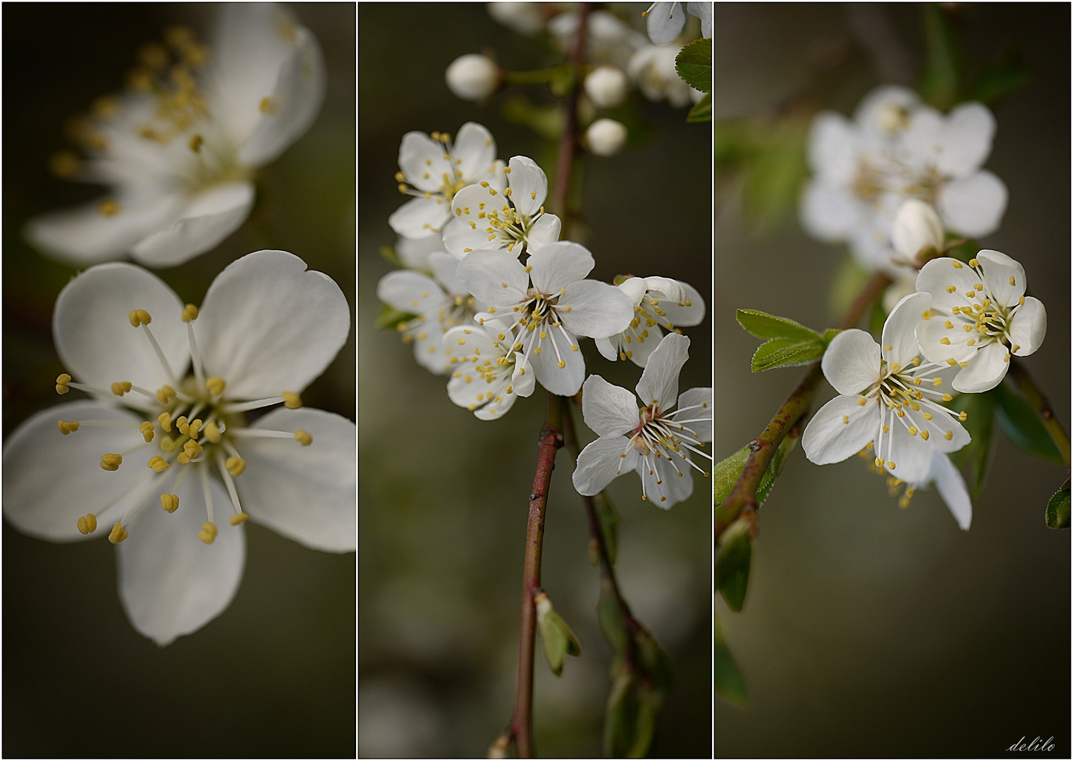 Kirschblüte