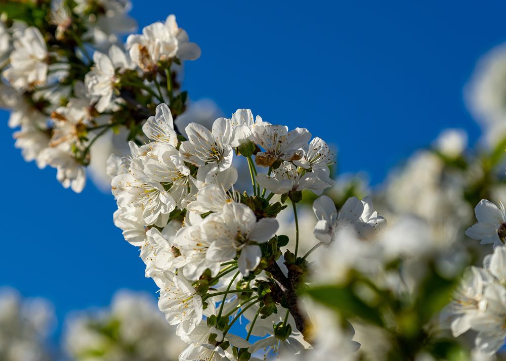 Kirschblüte