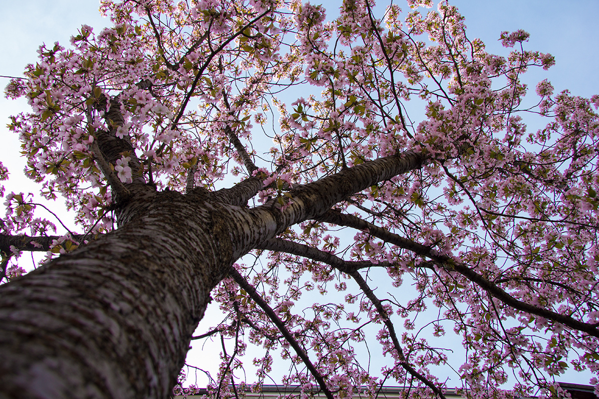 Kirschblüte