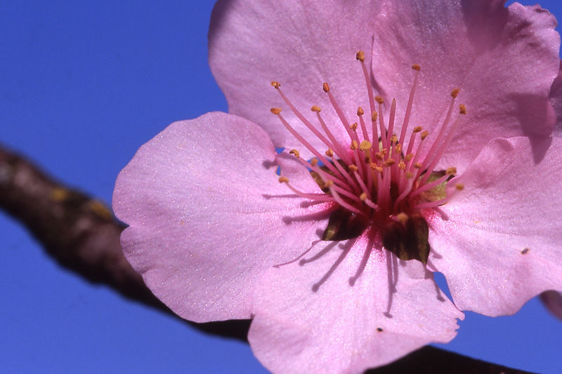 Kirschblüte?