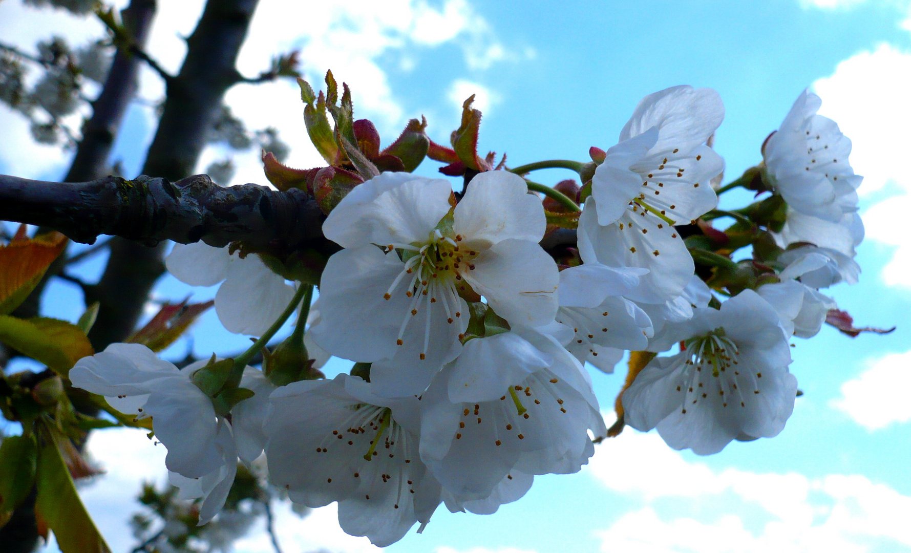 Kirschblüte