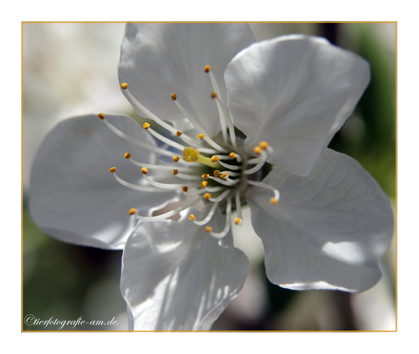 Kirschblüte