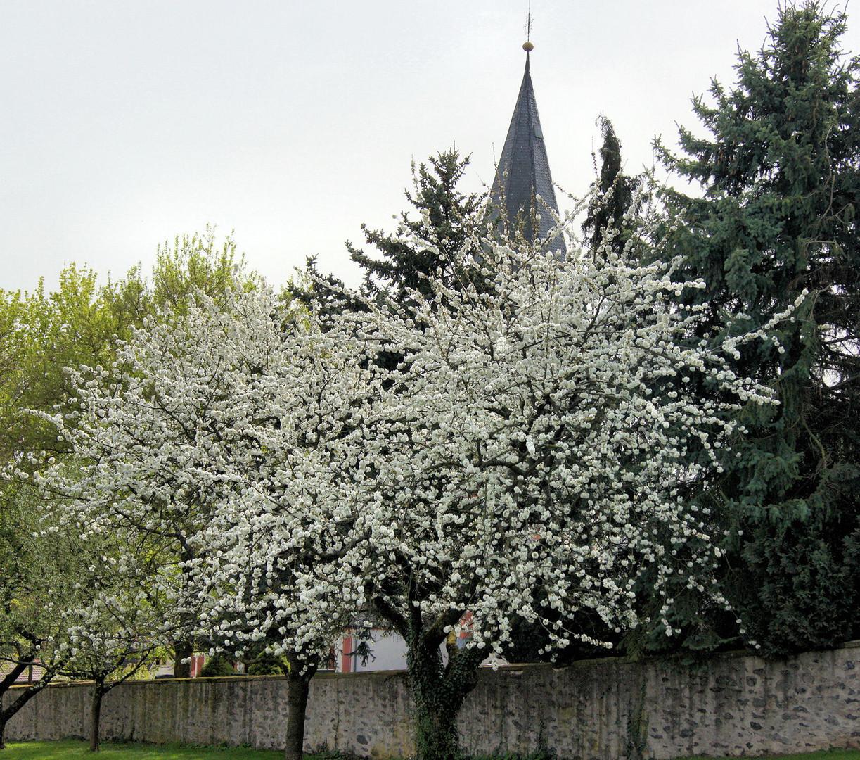 Kirschblüte