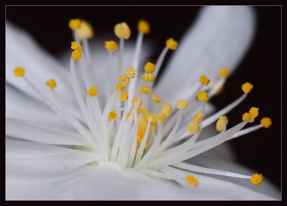 Kirschblüte