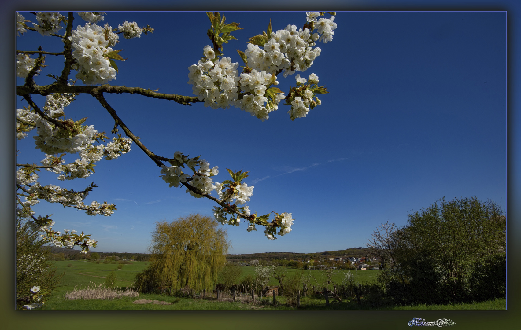 Kirschblüte