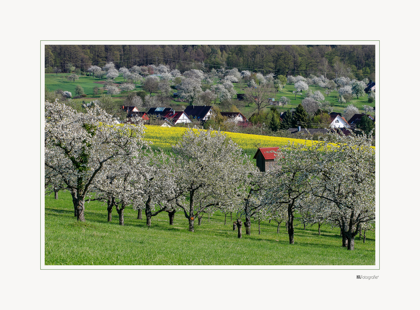 Kirschblüte...