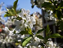 Kirschblüte