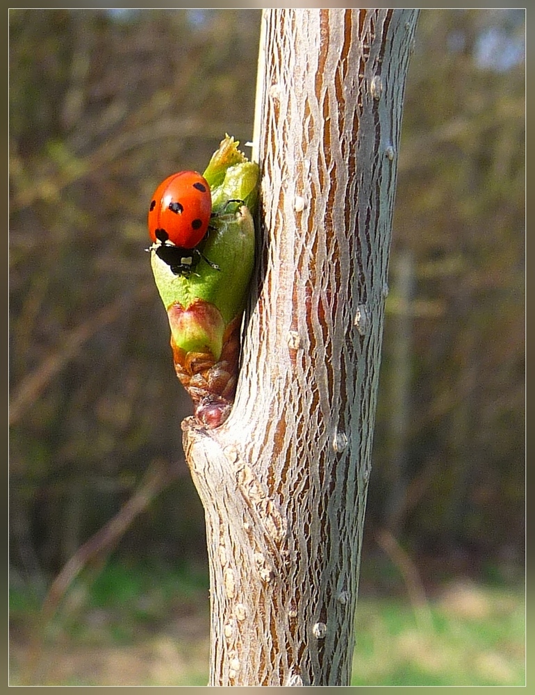 Kirschblüte - der Frühling kommt!