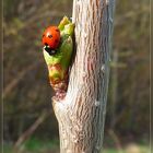 Kirschblüte - der Frühling kommt!