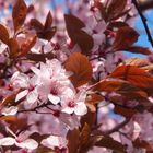 Kirschblüte Details