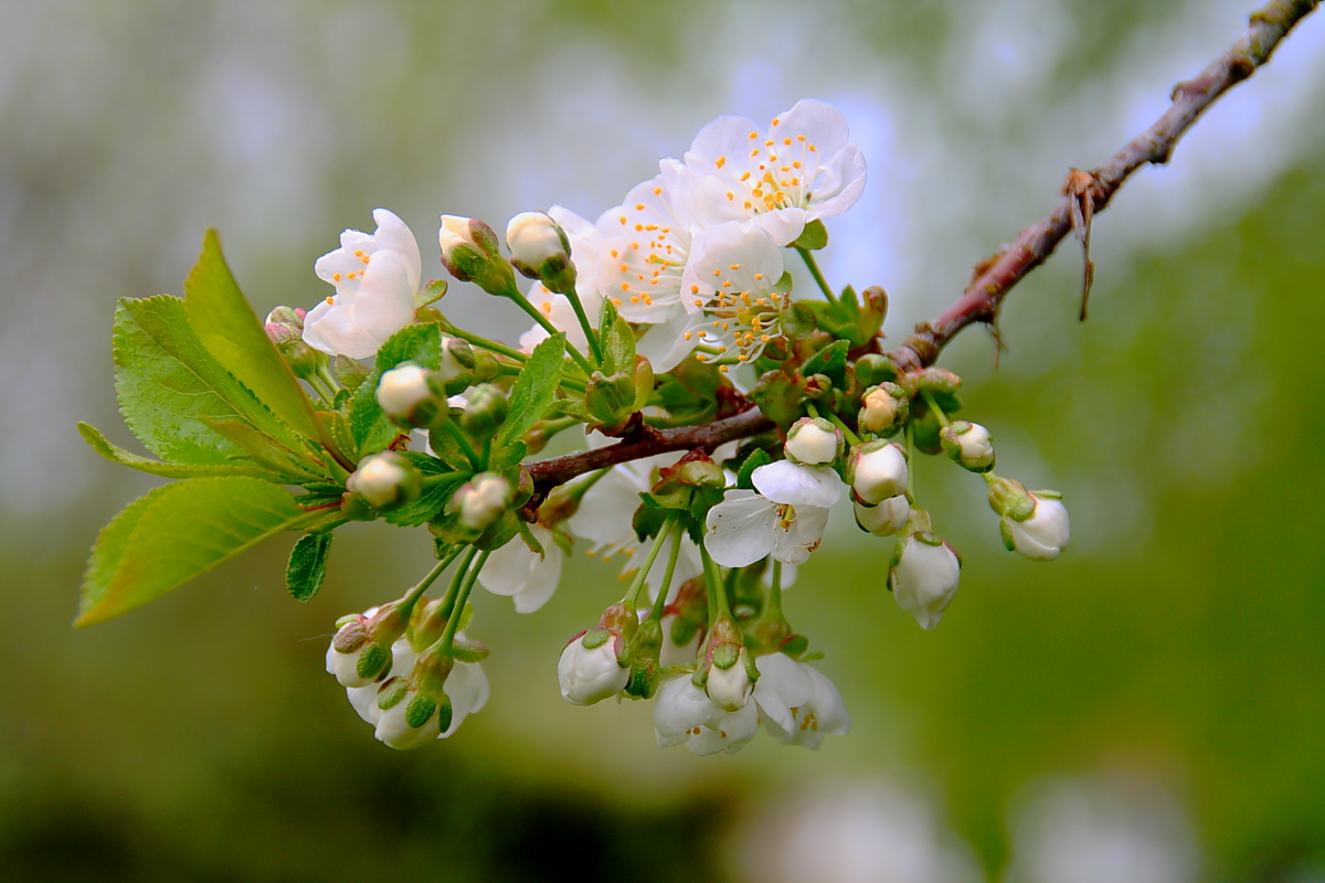 Kirschblüte