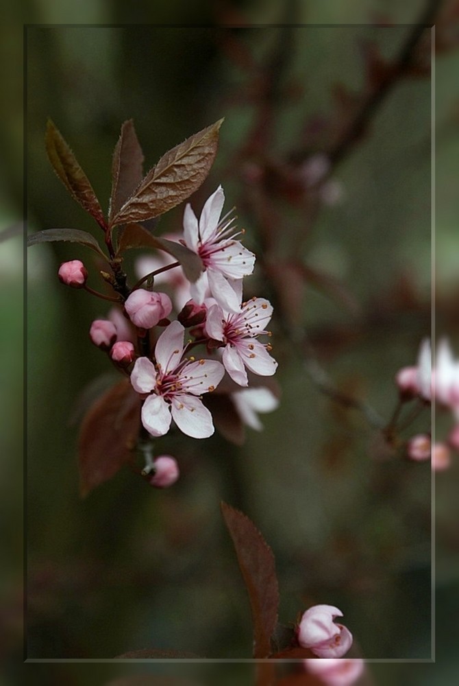 Kirschblüte