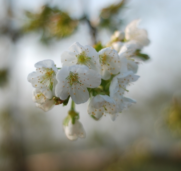 Kirschblüte direkt am Balkon