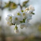 Kirschblüte direkt am Balkon