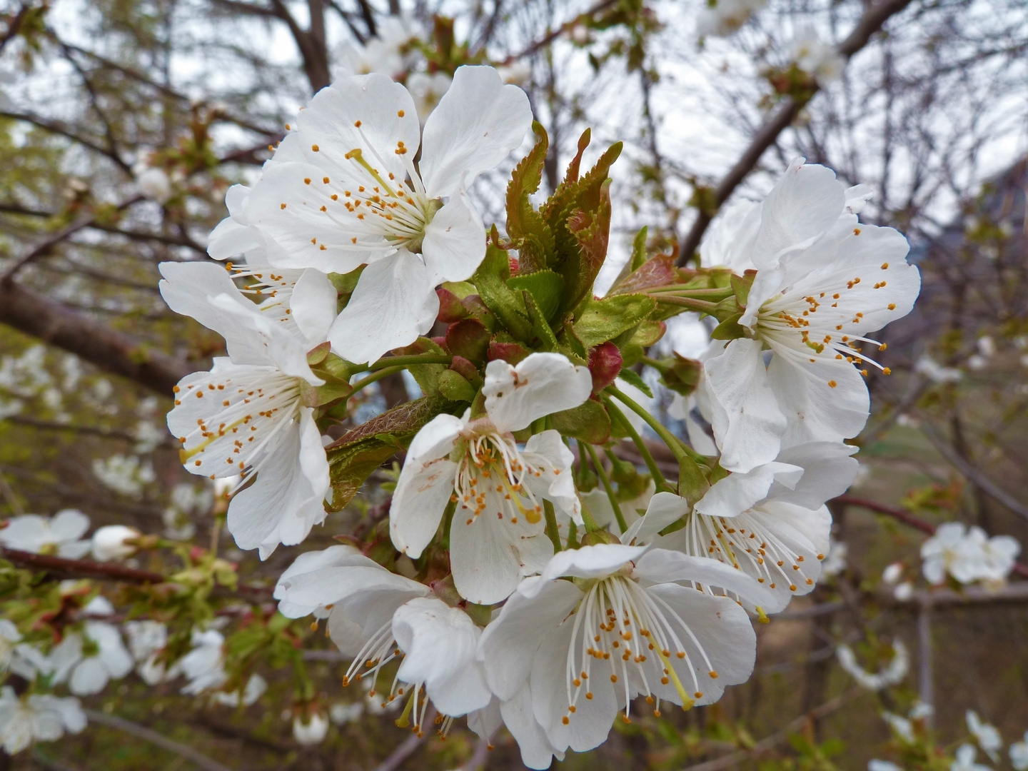 Kirschblüte