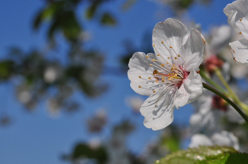 ........................:::::::::::::::::: Kirschblüte :::::::::::::::::...........................