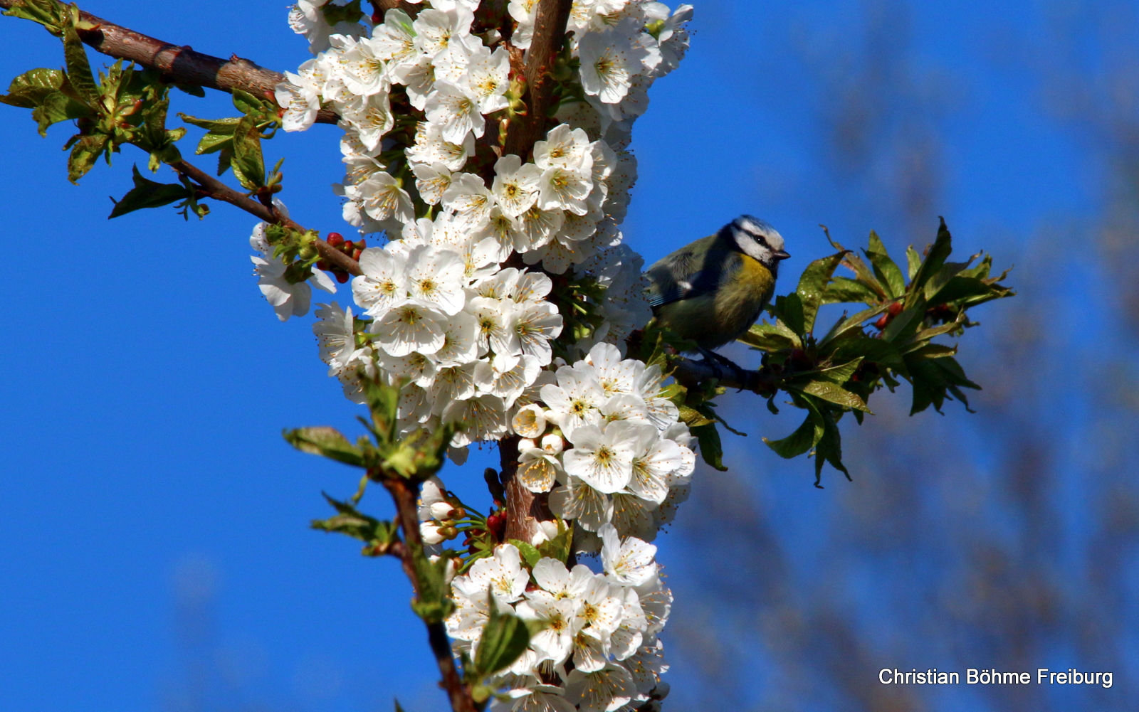 Kirschblüte